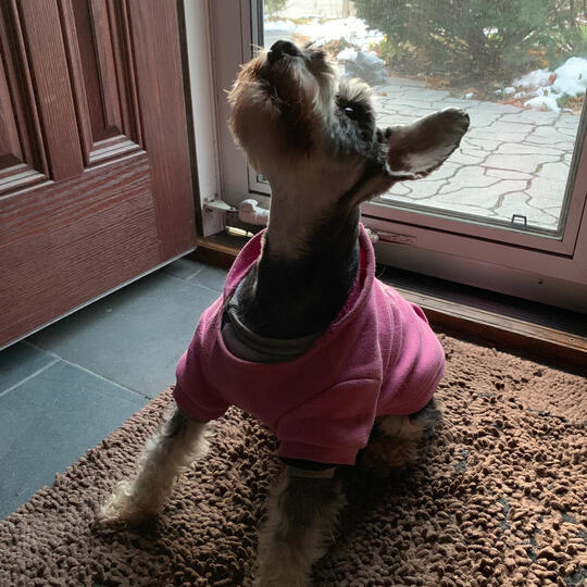 Wags and Whiskers Logo